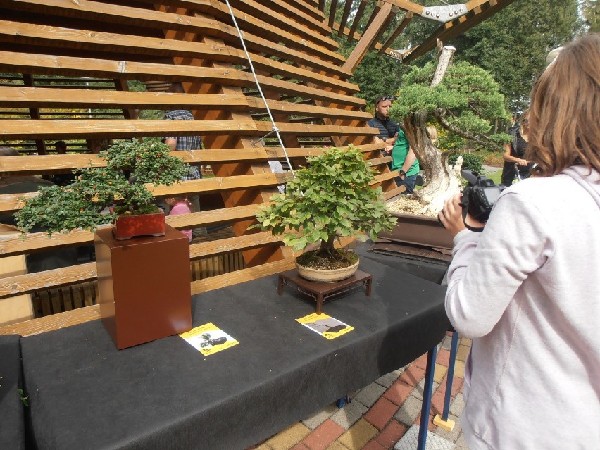 Wystawa drzewek bonsai w Ogrodzie Botanicznym [ZDJĘCIA]