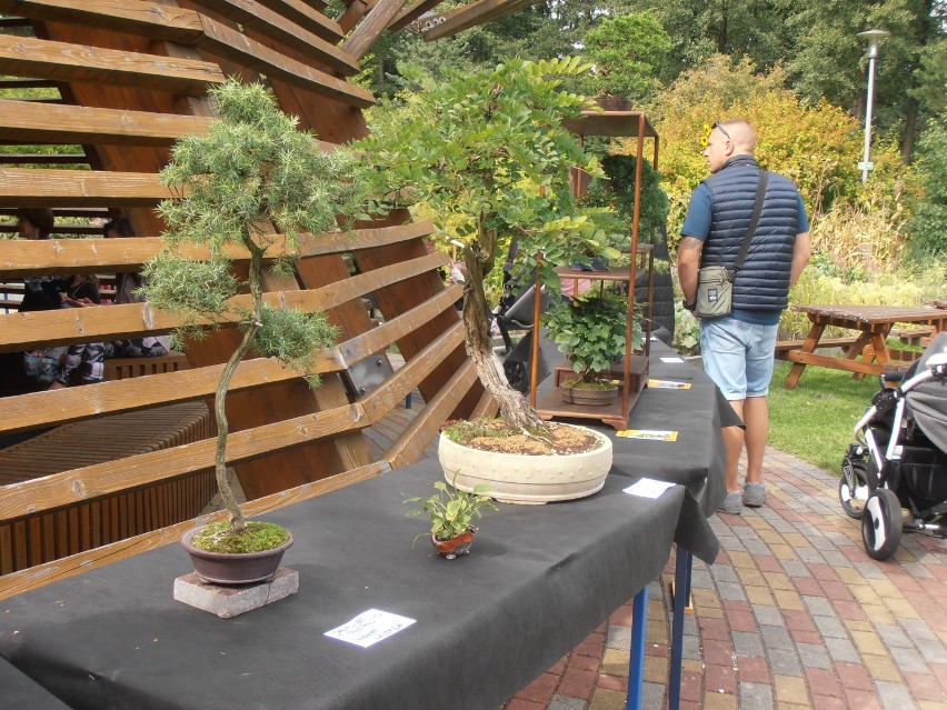 Wystawa drzewek bonsai w Ogrodzie Botanicznym [ZDJĘCIA]
