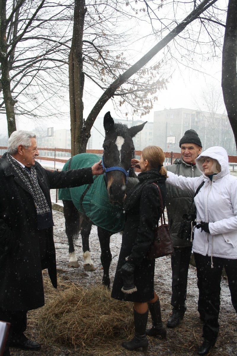 W ZSS nr 4 w Sosnowcu pracuje koń, który miał trafić na rzeź [ZDJĘCIA + WIDEO]