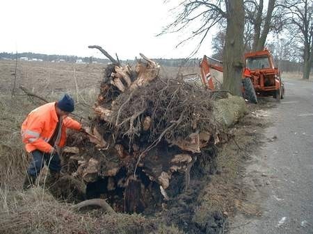 Jacek Czaja z pomocy drogowej w Sierakowicach pomaga usuwać powalone drzewa w rejonie Leźna.