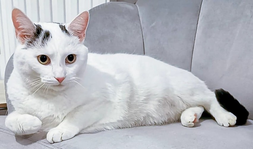 Zaginął biały kot na osiedlu Hubalczyków w Słupsku. 1000 zł dla znalazcy
