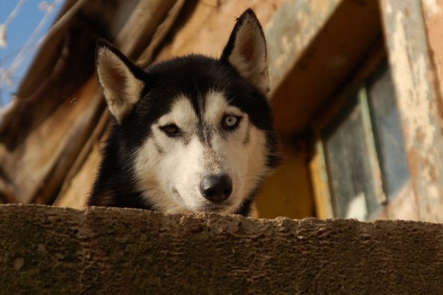 husky Ludwikowice