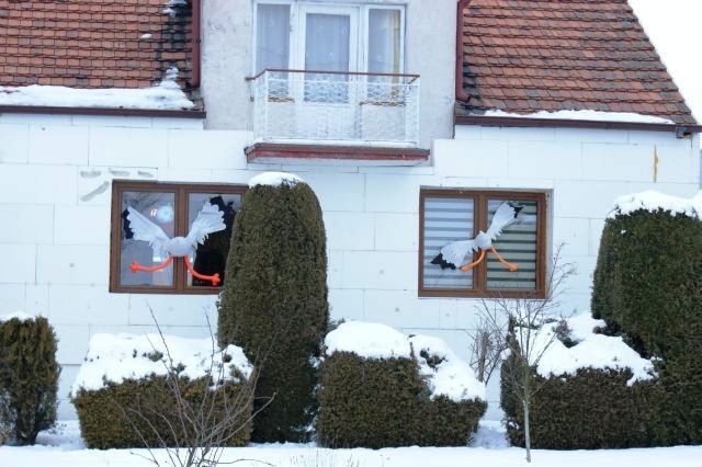 Stare Miasto. Bociany zajrzały do okien jednego z domów