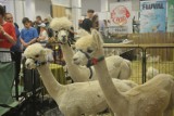 Kraków. Animal Show - zebrali wiele gatunków w jednym miejscu