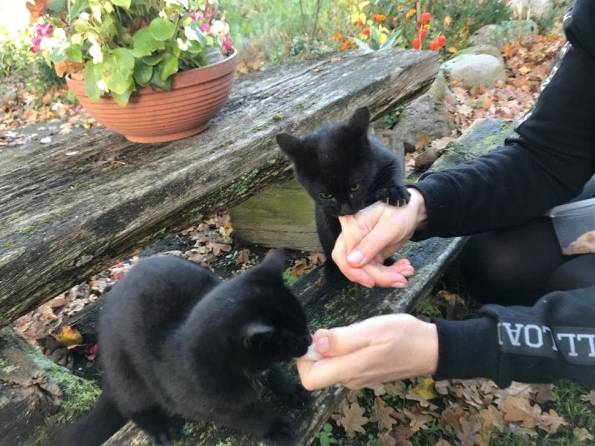 Stargardzki oddział Towarzystwa Opieki nad Zwierzętami szuka domu dla dwóch małych, ślicznych kotek