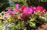 Na balkon wybierz kwiaty, które nie śmiecą! Zobacz, jakie kwiaty doniczkowe posadzić, a jakich unikać. Ciesz się kwiatami bez sprzątania!