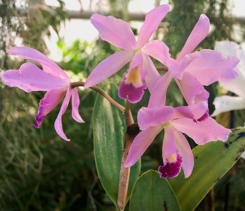 W łańcuckiej Storczykarni zakwitły królowe orchidei - ulubione kwiaty dawnych właścicieli Zamku