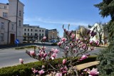 Wiosna nawet w dobie koronawirusa zachwyca pięknem na chełmskich osiedlach - zobaczcie zdjęcia