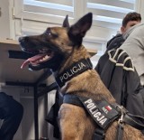 Policyjny pies Nel wyspecjalizowany do wyszukiwania zapachu narkotyków spotkał się z młodzieżą