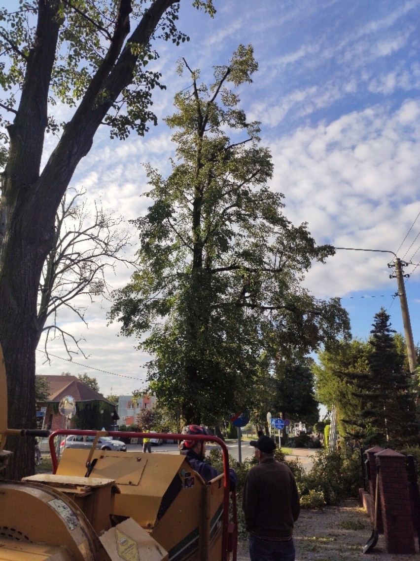 W gminie Gołuchów rozpoczęły się prace pielęgnacyjno-sanitarne, które dotkną 180 drzew