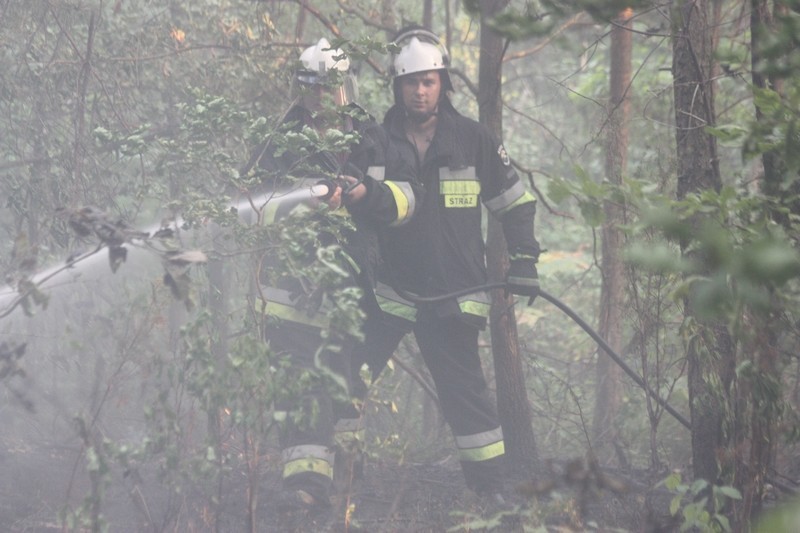 Pożar lasu w Dobrogoszczycach