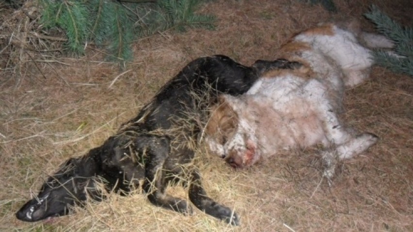 Psy zamordowane w Rogoźniku