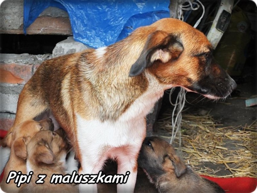 Reks Malbork: 9 psów do leczenia i adopcji. Bez ludzi dobrej woli to się nie uda 