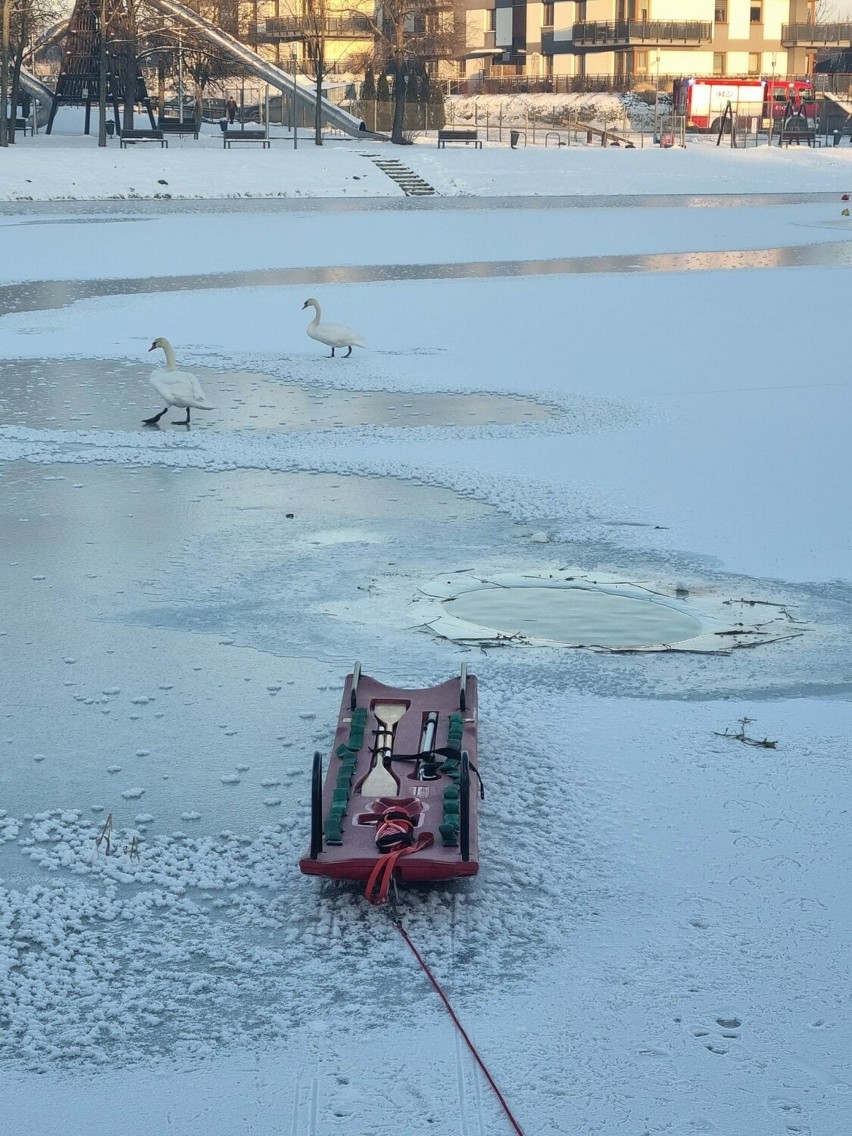 Łabędzie przymarzły do lodu na zalewie w Jędrzejowie. Z pomocą ruszyli strażacy