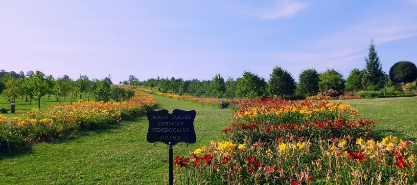 Świeto liliowców w Wojsławickim Arboretum       