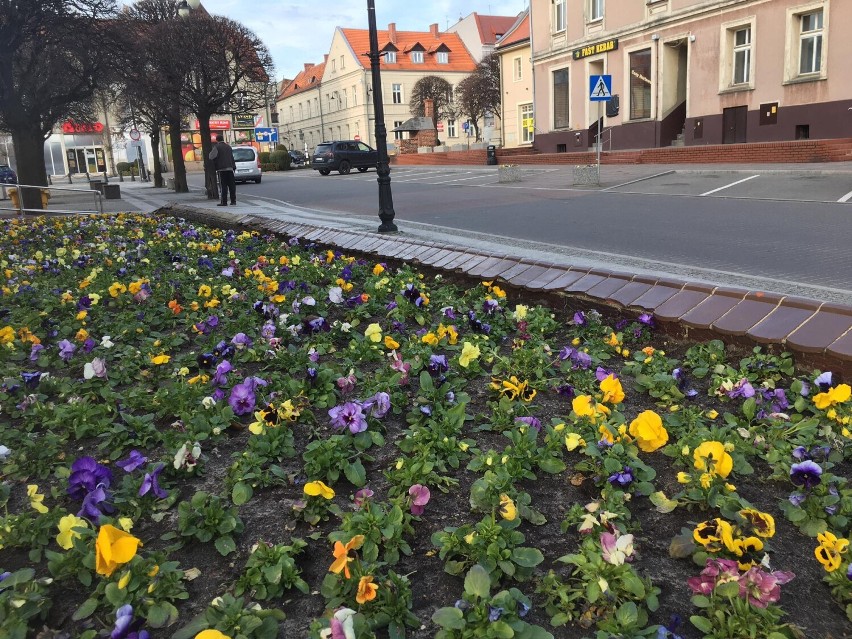 Pleszew zakwita bratkami! W mieście zasadzono kilkaset...