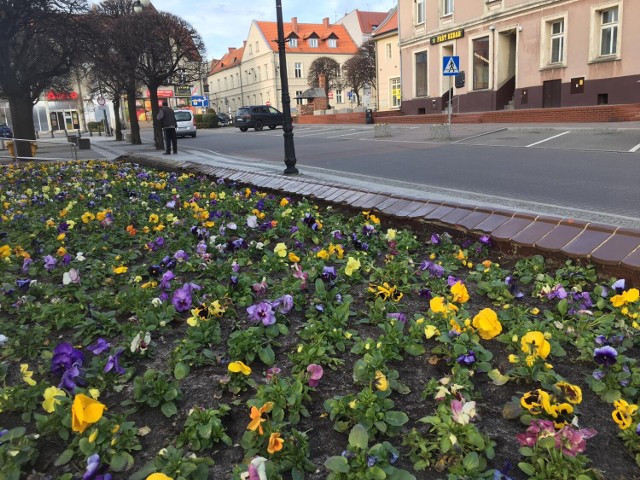 Pleszew zakwita bratkami! W mieście zasadzono kilkaset kolorowych kwiatków. Zrobiło się wiosennie. Zobacz, jak wygląda miasto wiosną