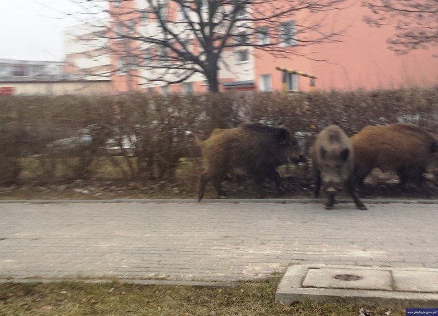 Na elbląskim osiedlu Nad Jarem biegały dziki