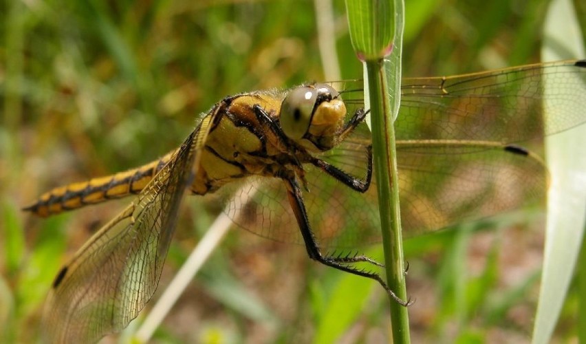 Lecicha pospolita (Orthetrum cancellatum) - samica