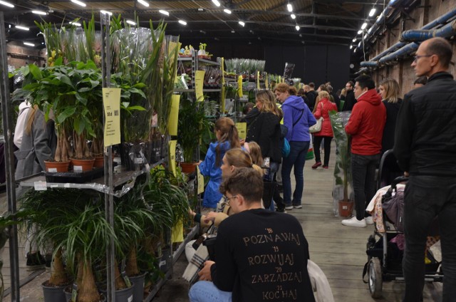 Festiwal Roślin we Wrocławiu w Czasoprzestrzeni przyciągnął tłumy amatorów zielonego. To niesamowita okazja do odczarowania swojego wnętrza, ogrodu lub balkonu. Wydarzenie trwa przez cały weekend – 1 i 2 października. Kliknij w następny slajd w galerii, aby zobaczyć te piękne roślinki, ile klientów przyszło i jakie są ceny. ----------->