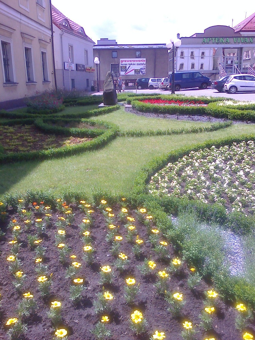 Tysiące kwiatów na ulicach Wodzisławia Śl.