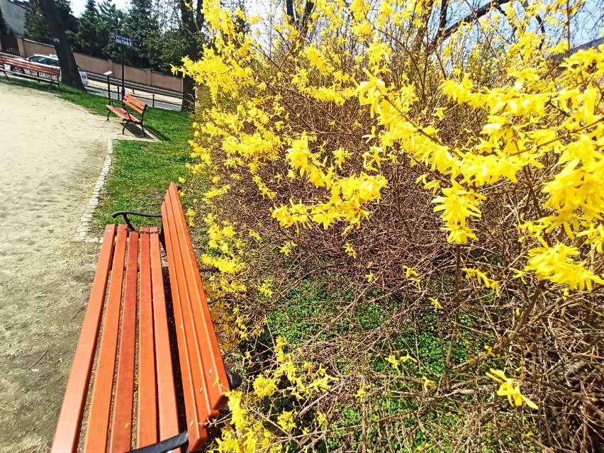 Wiosna na plantach Jana Pawła II w Rawiczu