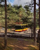 Autobus do Palmir i Kampinoskiego Parku Narodowego powrócił na trasę