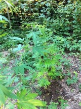 Plantacja marihuany w lesie w Oławie. Właściciel zatrzymany podczas podlewania