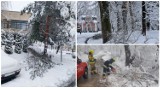 Blisko setka powalonych drzew i tysiące osób bez prądu, zniszczenia w parku Długoszów - to skutki śnieżycy, która przeszła przez Gorlickie