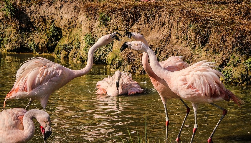 Flamingi. Piękne długonogie ptaki, żyjące w strefie klimatów ciepłych i gorących całego świata