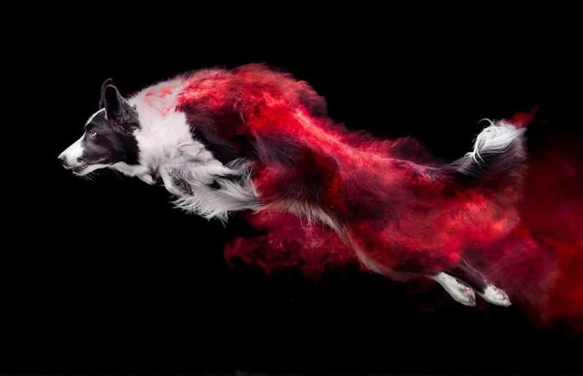 Hipnotyzujące zdjęcia psów w kolorowym pyle. Oto niezwykły efekt kanadyjskiego fotografa