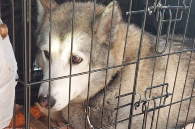 11-letnia suczka syberian husky została odebrana właścicielce i trafiła do schroniska