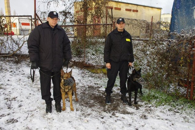 Półtoraroczne owczarki Nero (czarny) i Vigo przygotowują się do służby w stargardzkiej policji pod okiem przewodników mł. asp. Daniela Kisiela (z lewej) i mł. asp. Daniela Rottera.