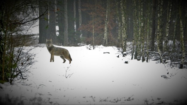 Wilcze spotkanie w okolicach Piły