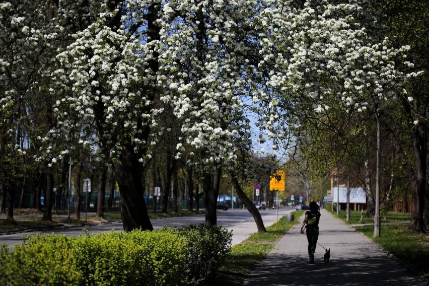 Kraków. Wiosna przystroiła miasto kolorami. Rozkwitły drzewa i krzewy. Mieszkańcy muszą jednak jeszcze pozostać w domach [ZDJĘCIA]