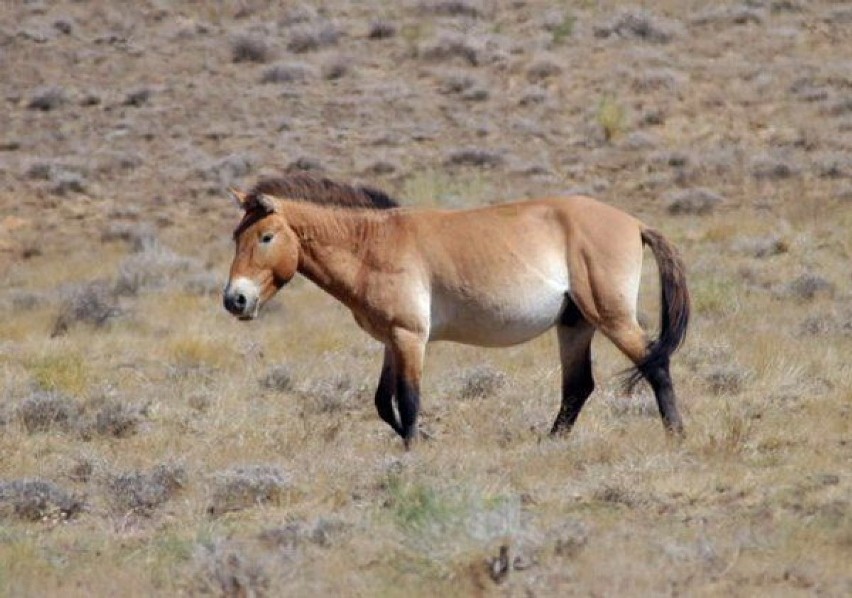 Koń Przewalskiego (Equus ferus)- kiedyś gatunek wymarły w...