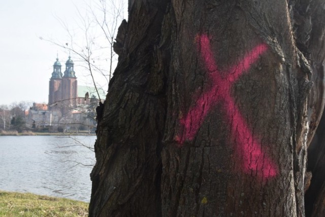 Miasto wstrzymało wycinkę drzew w Parku Piastowskim