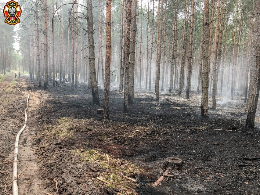 Paliły się tereny leśne w Miodarach  (ZDJĘCIA)           