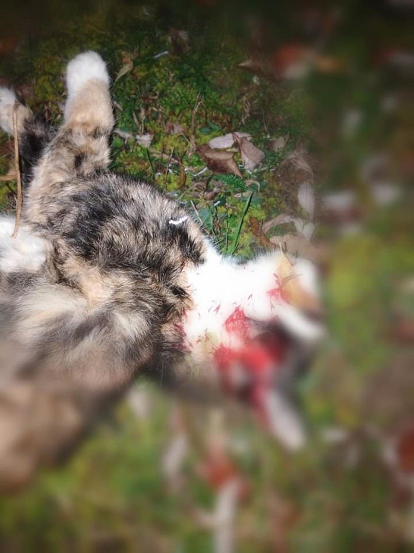 Na os. Kaszubskim w Wejherowie znaleziono trzy koty z urazami głowy [UWAGA! DRASTYCZNE ZDJĘCIA]