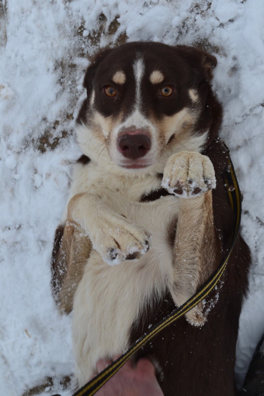 Przytulisko na Miłosnej. TOZ zachęca do adopcji [ZDJĘCIA]