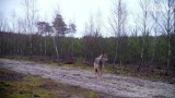 Wilki w lasach w Polsce. Przyrodnicy: nie bójmy się wilków. Wilki w województwie łódzkim to dowód, że przyroda się odradza 13.05.2024