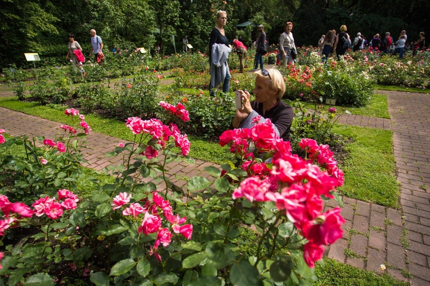 Festiwal Róż w Ogrodzie Botanicznym UW. Tysiące pięknych...