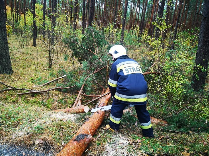 Wichura przechodzi przez Rypin i powiat rypiński. Wiatr zrywa dachy i przewraca drzewa [zdjęcia, 22.10.21]