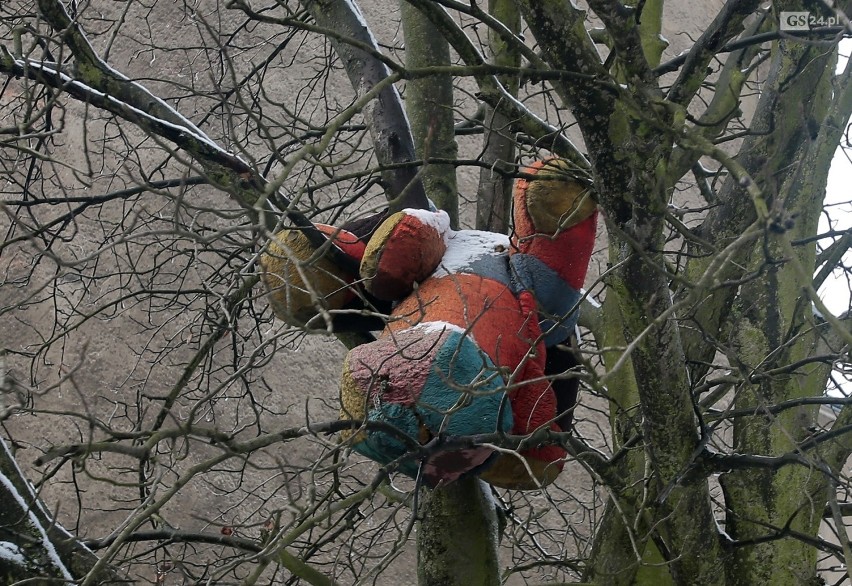 Pluszaki na drzewie w Szczecinie. Taka "ozdoba" na Golęcinie. ZDJĘCIA