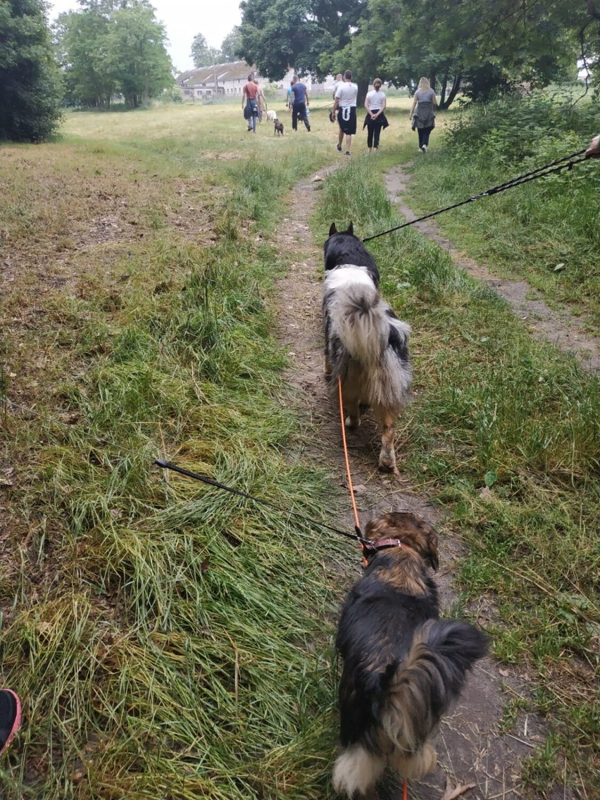 Młodzież z Centrum Kształcenia i Wychowania OHP wyprowadziła na spacer bezdomne psy z czermińskiego azylu