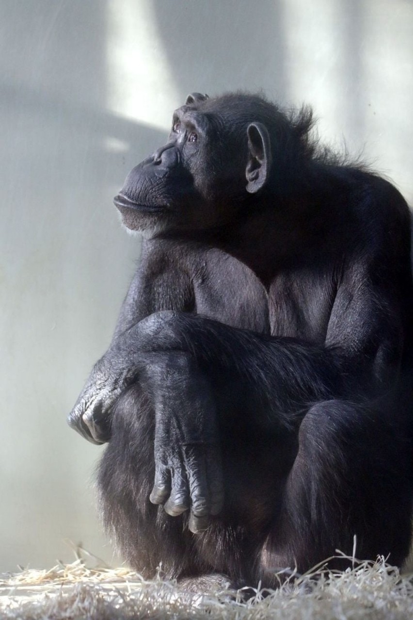 Zmarła Kasia - najstarsza szympansica w Polsce. Miała prawie 46 lat. Przez wiele lat była ulubienicą w oliwskim zoo