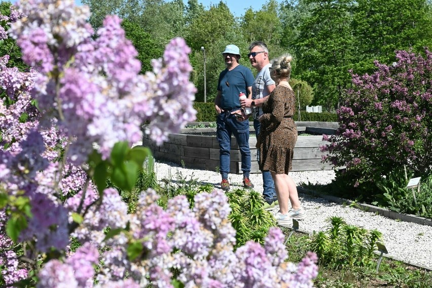 Ogród Botaniczny w Kielcach 1 maja pięknie kwitnie. Nic...