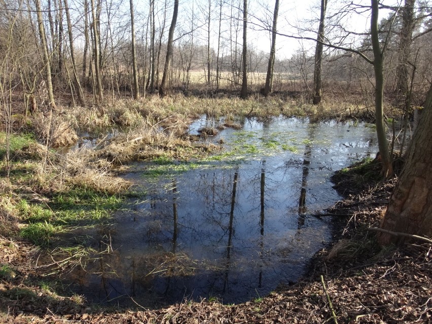 Las Odrzański, Krępa i Zawada to nasze Nowe Miasto [ZDJĘCIA]