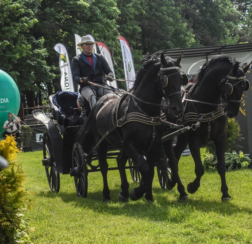 Piękne powozy na Festiwalu Jeździeckim Baborówko [ZDJĘCIA]