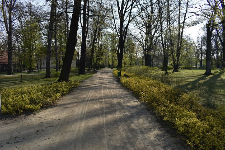 Prace porządkowe w krotoszyńskim parku miejskim [ZDJĘCIA]